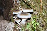 Muir Woods NM